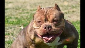 娱乐吃瓜君奶狗